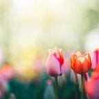 Blumen im Frühling