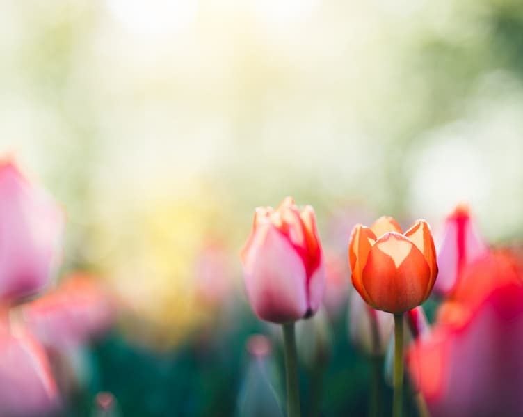 Blumen im Frühling