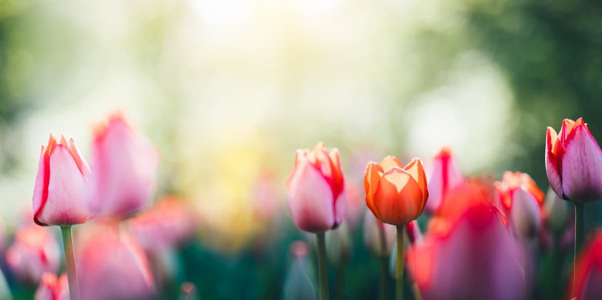 Blumen im Frühling